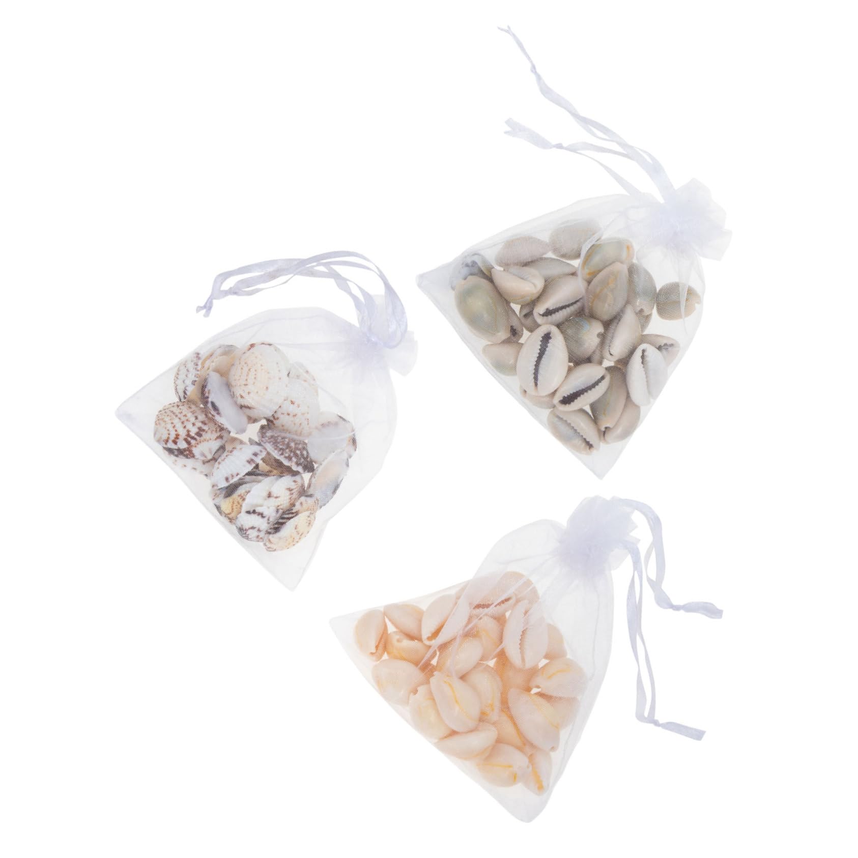 GOOHOCHY 1Set Conch Shells for Home Decor Mixed Style Decorative Seashells Including Banded and Conch Shells for Crafting and Beach Themed Decorations