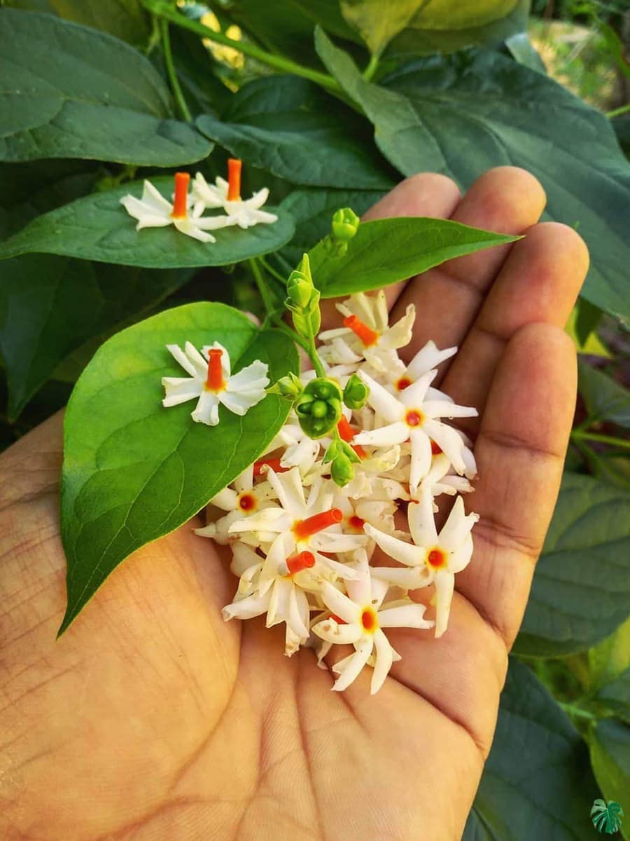 Golden Bloom Pack Of 2 Hybrid High Fragrance Night-Flowering Jasmine And Coral Jasmine Worldwide, Shiuli Phool Â– Harsingar Â– Parijat Flower Plant Pack Of 2 Plants Height 1 Ft (B0CKXD5KRZ) Amazon Price History, Amazon Price Tracker