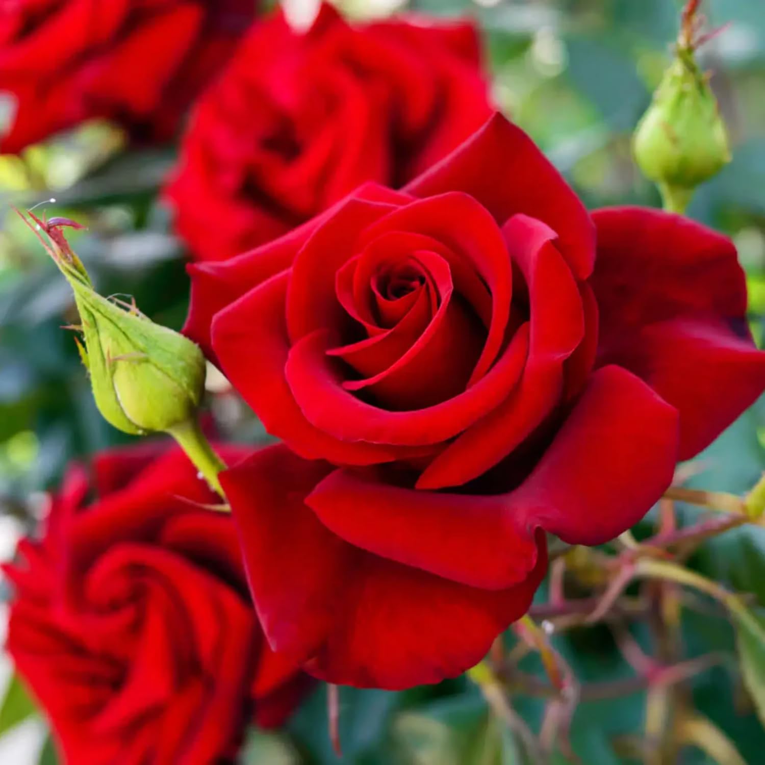 Hug A Plant | Red Rose (Rosa meldomonac.) Flowering/Ornamental Live Plant (Home & Garden) (B0CJYJ95QQ) Amazon Price History, Amazon Price Tracker