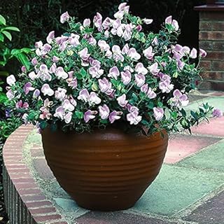 Dwarf Sweet Pea 'Pink Cupid' Seeds Lathyrus odoratus Hardy Annual Fragrant Pink White Bicolour Blooms RHS AGM Easy to Grow Your Own Garden Flower Plants (Approx. 20 Seeds) by Thompson and Morgan