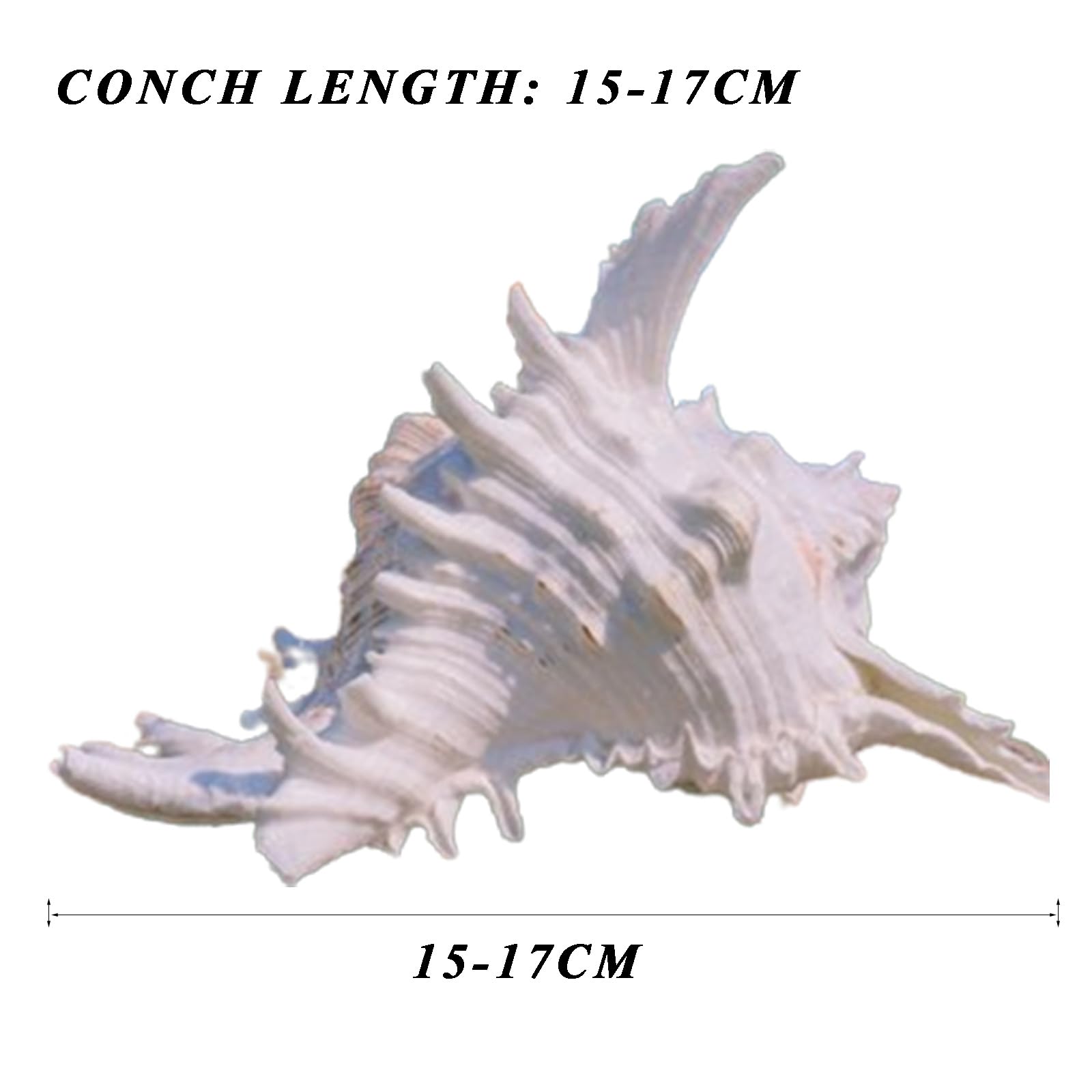 Amazon.co.jp: 天然海浜貝殻、巨大な海のコンク、 15/17cm, Conch