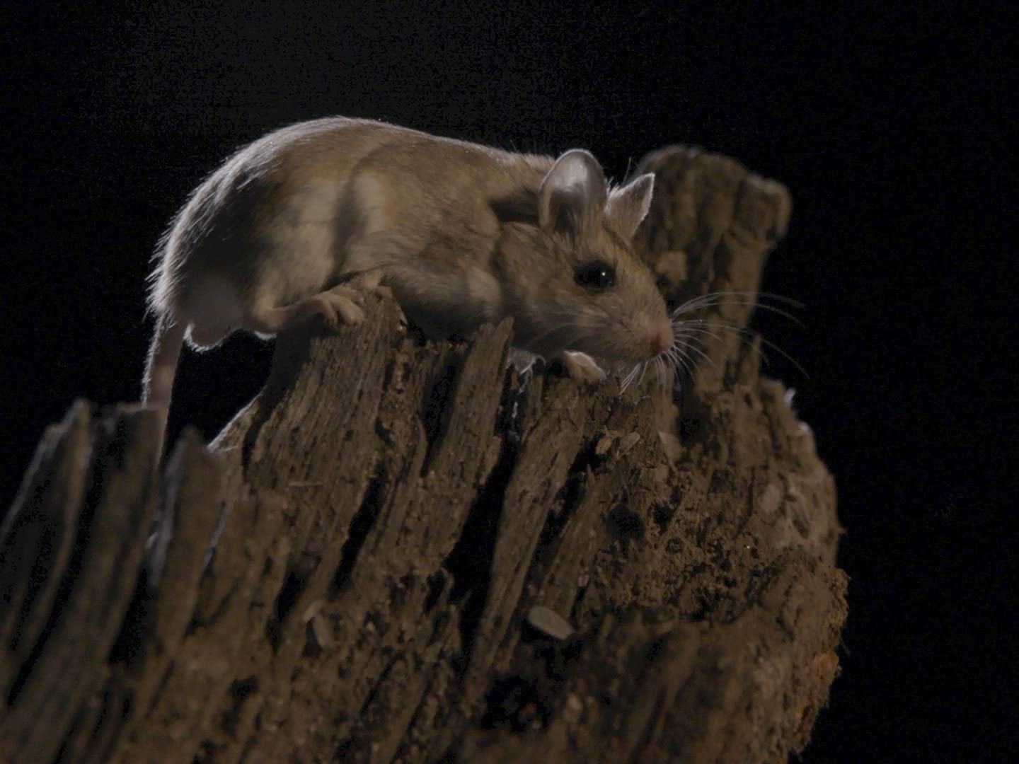 Watch Little Giants - Season 1 | Prime Video