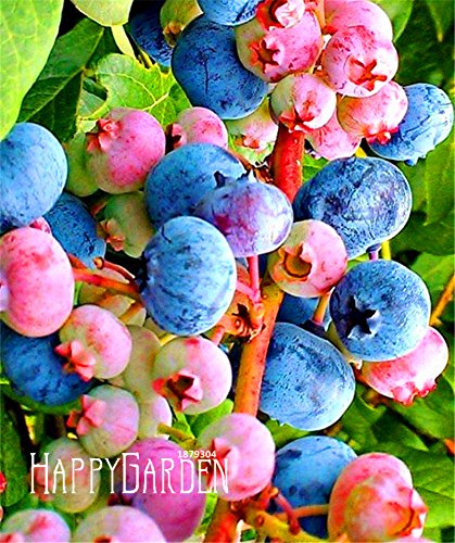 Big promotion! 100 pcs/bag colorful pink blueberry Tree Seed Blueberry Seed  Potted Bonsai Seeds, 0K0F31: Only Seeds : Amazon.de: Garten