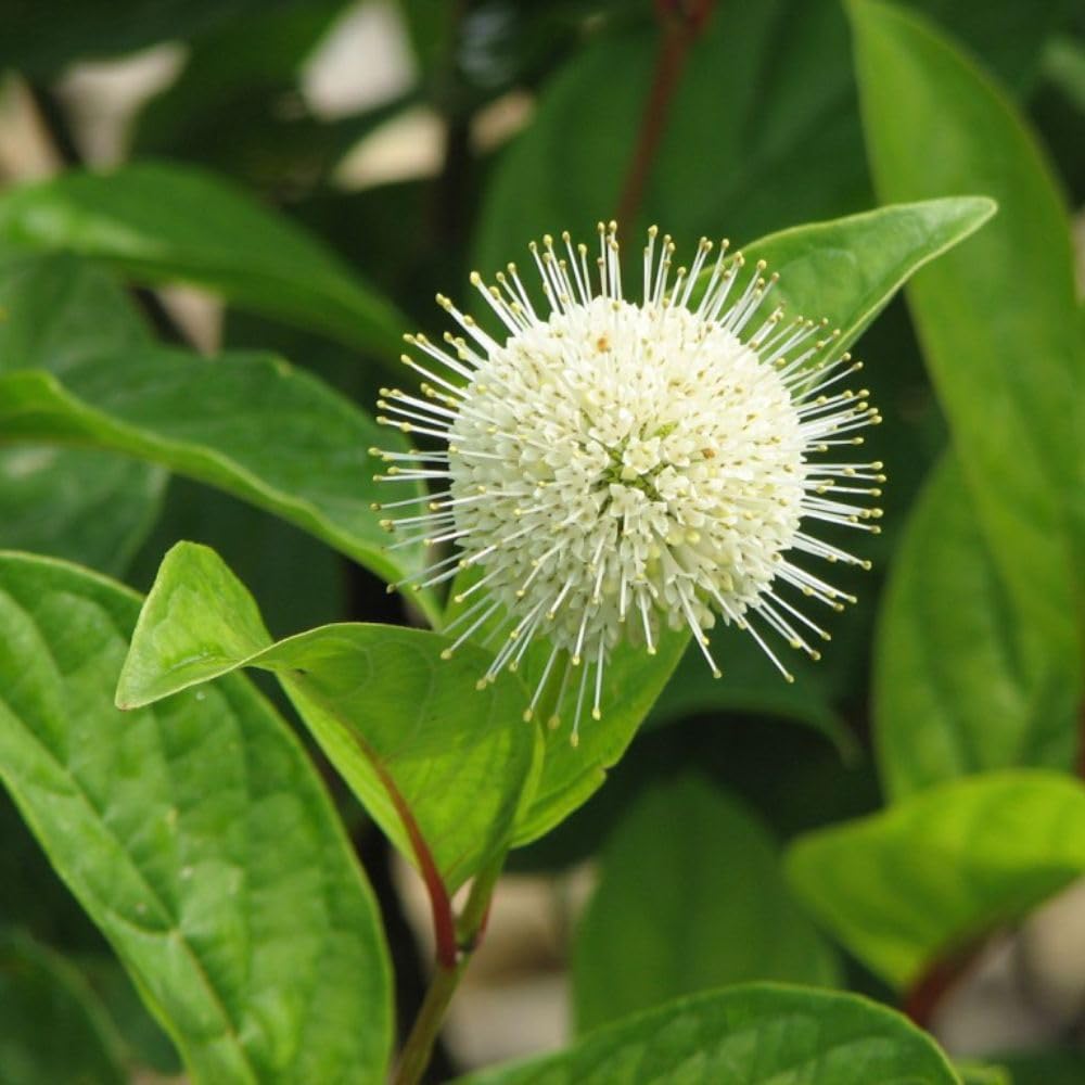 Fiber Optics Buttonbush (Cephalanthus occidentalis) - Fragrant Pink & White Flowers - Pollinator-Friendly Compact Shrub - Hardy & Low-Maintenance โ 1x 3 Litre Pot by Thompson and Morgan