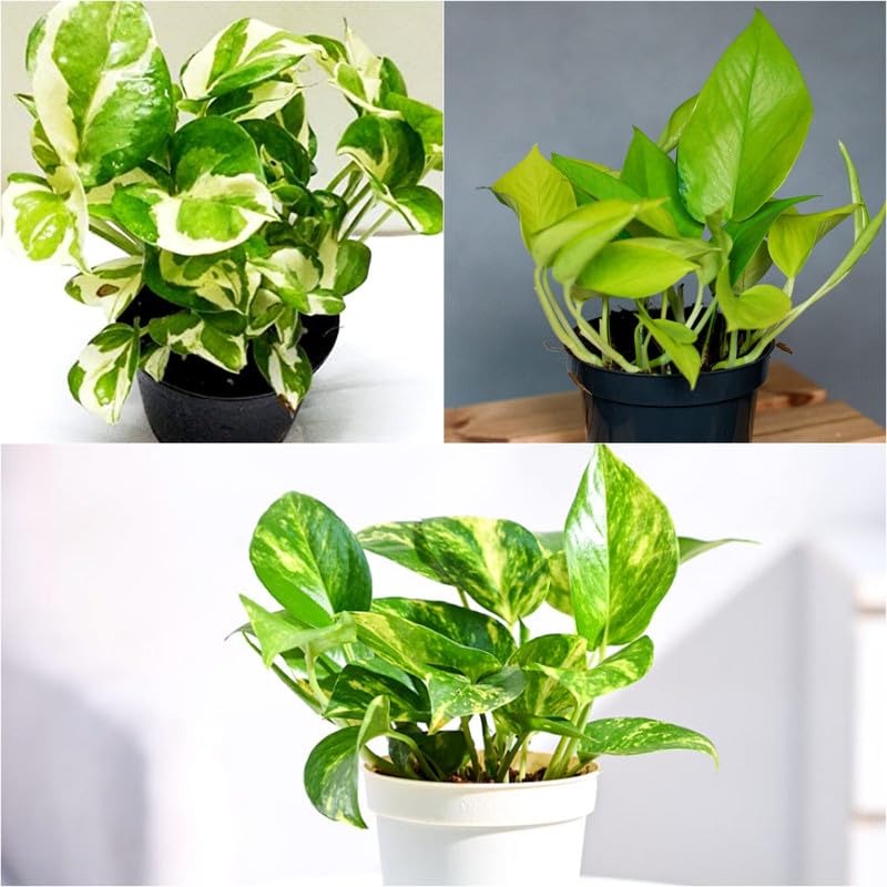 Oxygen plants for room Combo Set of 3 Money Plant, Neon Pothos, N' Joy, Verigated with Pots-image-8