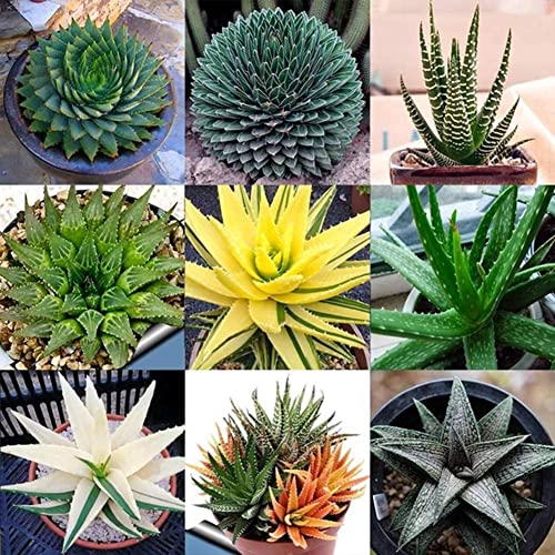 Haloppe 100 Pz Fiori Piante Semi per la Piantagione del Giardino di Casa, Semi di Aloe Vera Misti Pianta Grassa a Base di Erbe Giardino Domestico Decorazione Bonsai Semi di aloe vera
