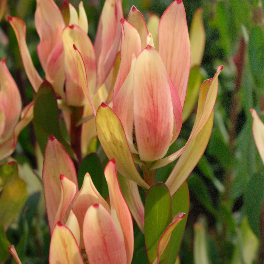 Amazon.co.jp: リューカデンドロン・シックスティーンキャンドルズ 5号