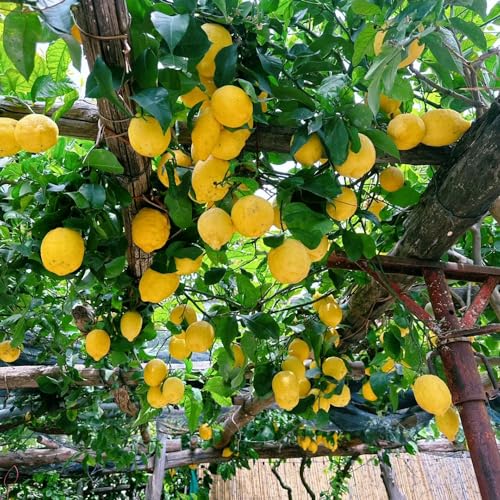 semi di limone, raro da frutto frutteto di limone serre da balcone frutto colonnari esotico semi vecchie varietà colonnari nani, resistenti 60pcs