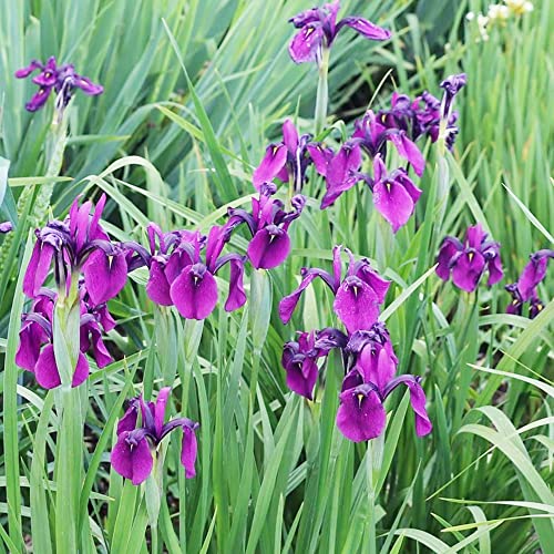 Japanese Iris Seeds Iris Ensata Attract Pollinators Beautiful and Intricate Flowers Standout in Water Gardens, Along Pond Edges, Or in Perennial Borders 20Pcs by YEGAOL Garden Japanese Iris Seeds Iris Ensata Attract Pollinators Beautiful and Intricate Flowers Standout in Water Gardens, Along Pond Edges, Or in Perennial Borders 20Pcs by YEGAOL Garden