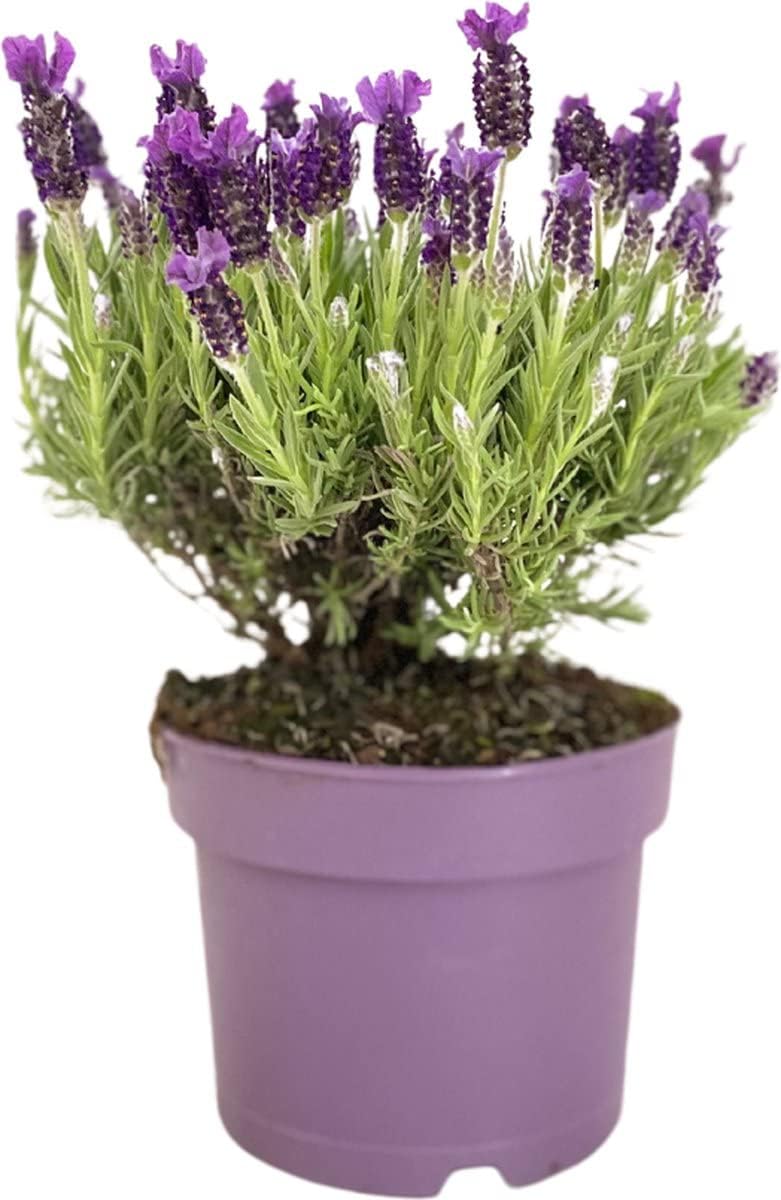 DECOALIVE Planta Natural con Flor Lavandula para Exterior e Interior