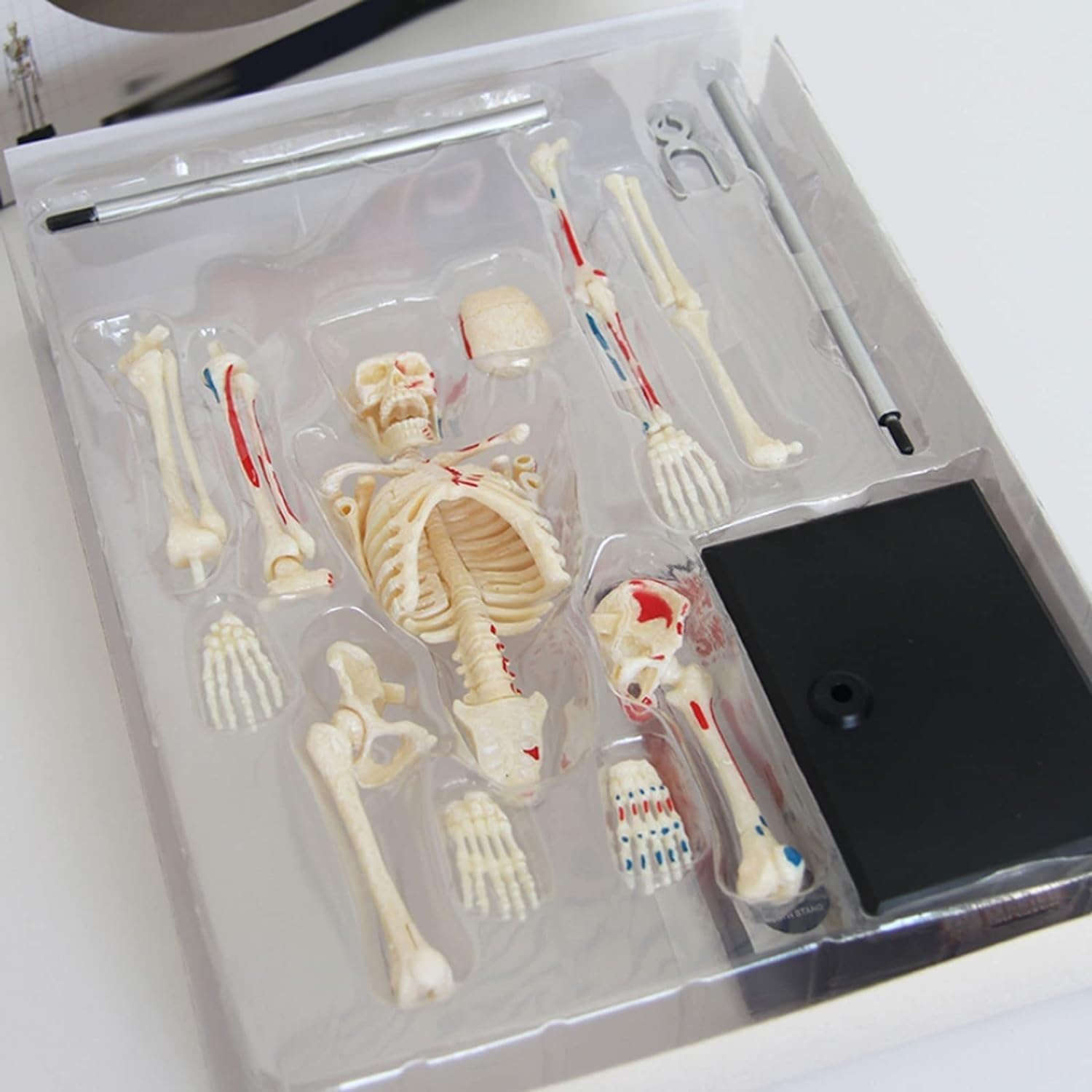 Model ludzkiego szkieletu z nerwami, żyłami i tętnicami – 46-elementowy model anatomiczny ze stojakiem