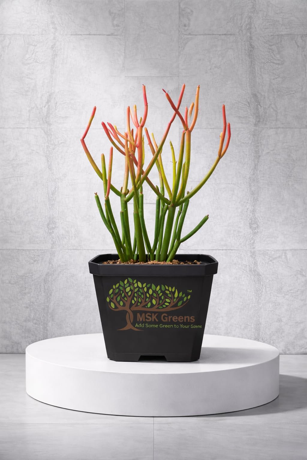Pencil Cactus Live Plant in Pot (Euphorbia Tirucalli) – Firestick Plant vibrant Green to Red Low Maintenance Indoor/Outdoor Succulent – Natural Air-Purifier-Ideal for Home, Office & Garden-image-20