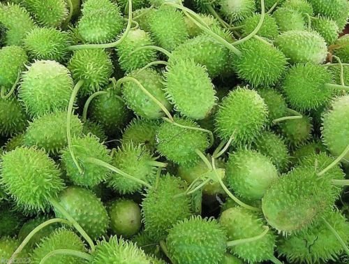 KVITER 100 Gherkin West Indian Cucumber Seeds for Planting (Cucumis Anguria) – Burr Gherkin Cucumber– Heirloom Seeds Non GMO Organic – Ideal for Outdoor Vegetable Garden & Containers