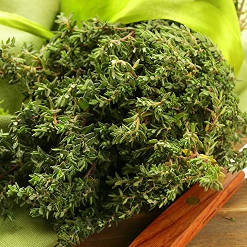 Thymus Mongolicus - Thymian Samen Mehrjährig Winterhart, Thymian Pflanze -...