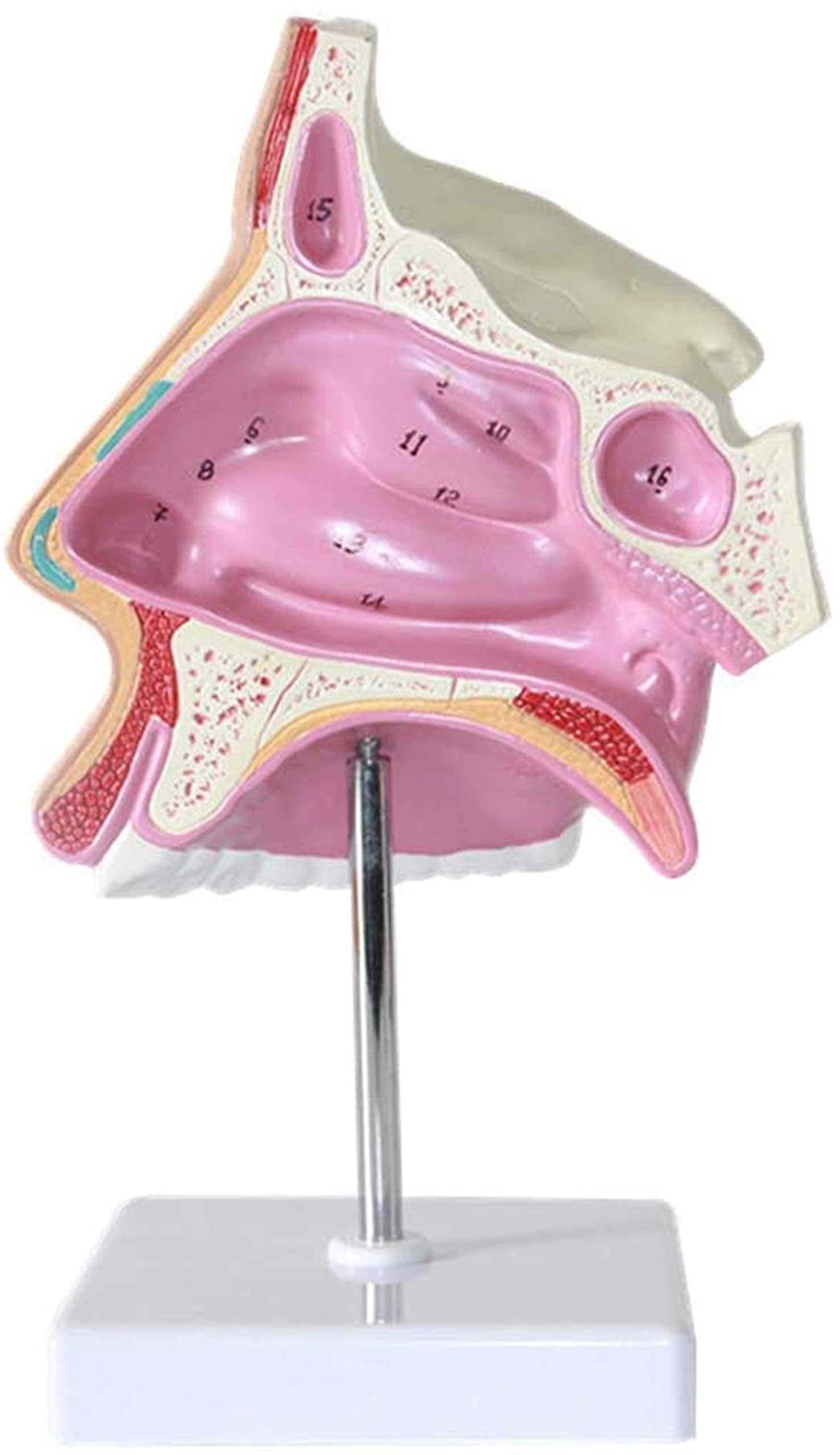 Model Nauczania Model Anatomiczny - Usuwalny Znak Cyfrowy Naukowe Modele Anatomii Anatomiczny Model Narządów Ludzkich - Dla Materiałów Dydaktycznych Medycznych