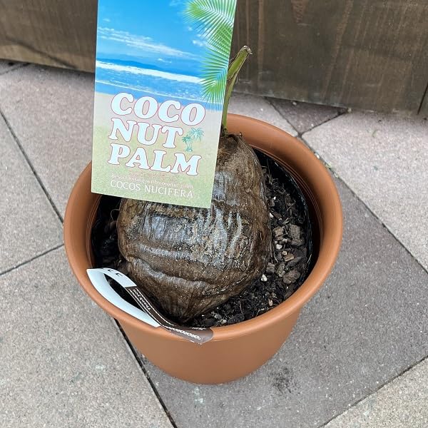 Amazon｜おしゃれ 観葉植物：ココヤシ*ココナッツパーム プラポット