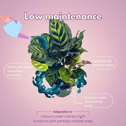 Miniatura 5 de BubbleBlooms Calathea - Juego surtido de macetas de 4 pulgadas, juego de 3, variedad de plantas de oración, grandes plantas de interior, serpiente