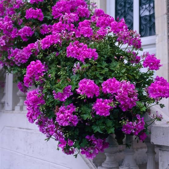 35Pcs /Bag Pelargonium Peltatum Geranium Seeds Geranium Flower Perennial Flower Seeds Flowers Geranium Seeds Plan : Violet-image-12