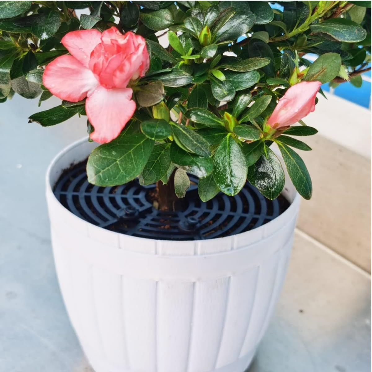 Grille Protection Plante,2 pièces 30 cm Protections de Sol pour Pot de Fleurs,grilles pour Pot de Fleurs,Protection Contre Les Chats,Les Enfants,Les Animaux domestiques
