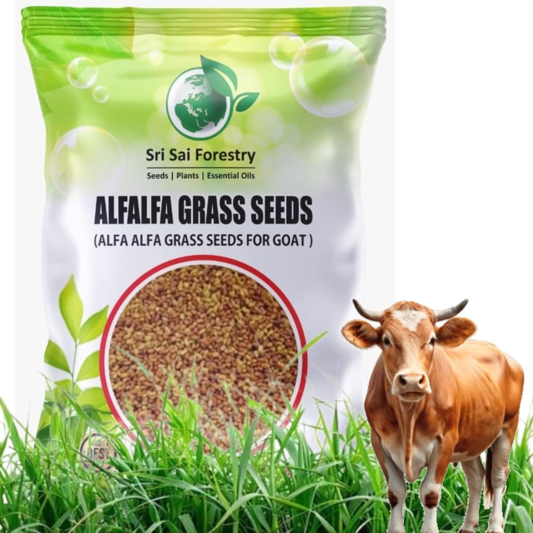 Lucerne Alfalfa Grass Seeds - Alfalfa Grass Seed Multi Cut Grass for Cow and Goat (2000 Seeds)