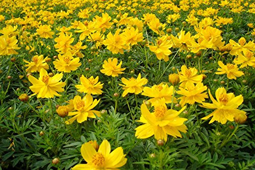 Go Green Cosmos Yellow Flower-50 Seeds (B00KT06SSY) Amazon Price History, Amazon Price Tracker