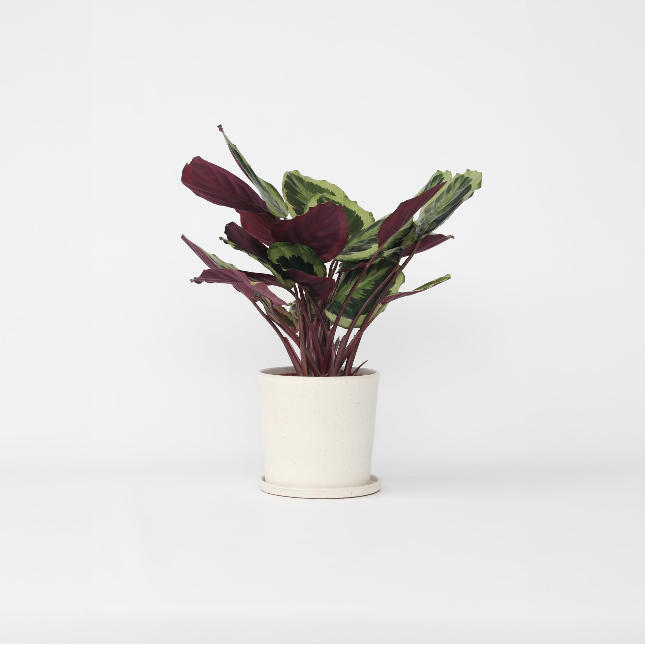 Plant in a Box - Calathea marion - Korbmarante - Grne Luftreinigende  Zimmerpflanze - Topf 21cm - Hhe 60-70cm : Amazon.de: Garten