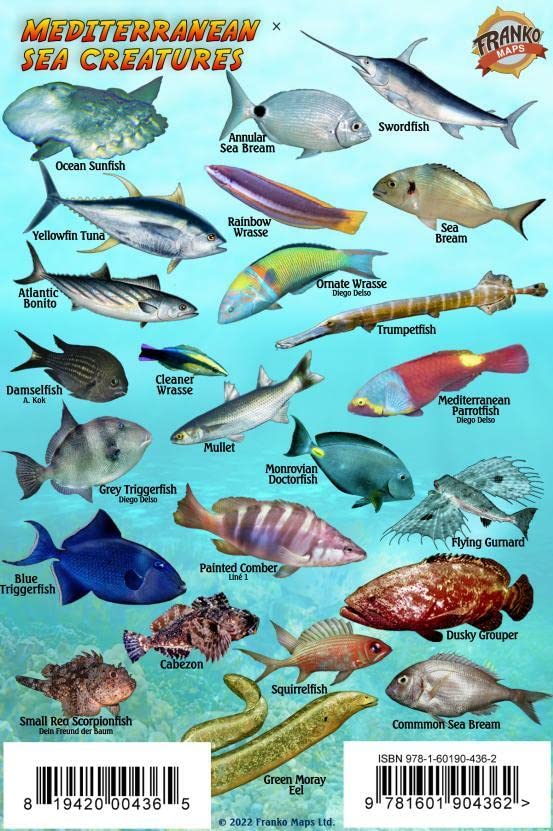 Mediterranean Sea Creatures & Sharks, Fish ID Card Waterproof 4" x 6"