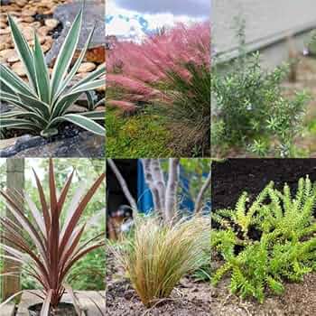 616TZ6IG4lL._AC_UF350,