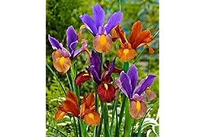 Siberian Iris Bulbs