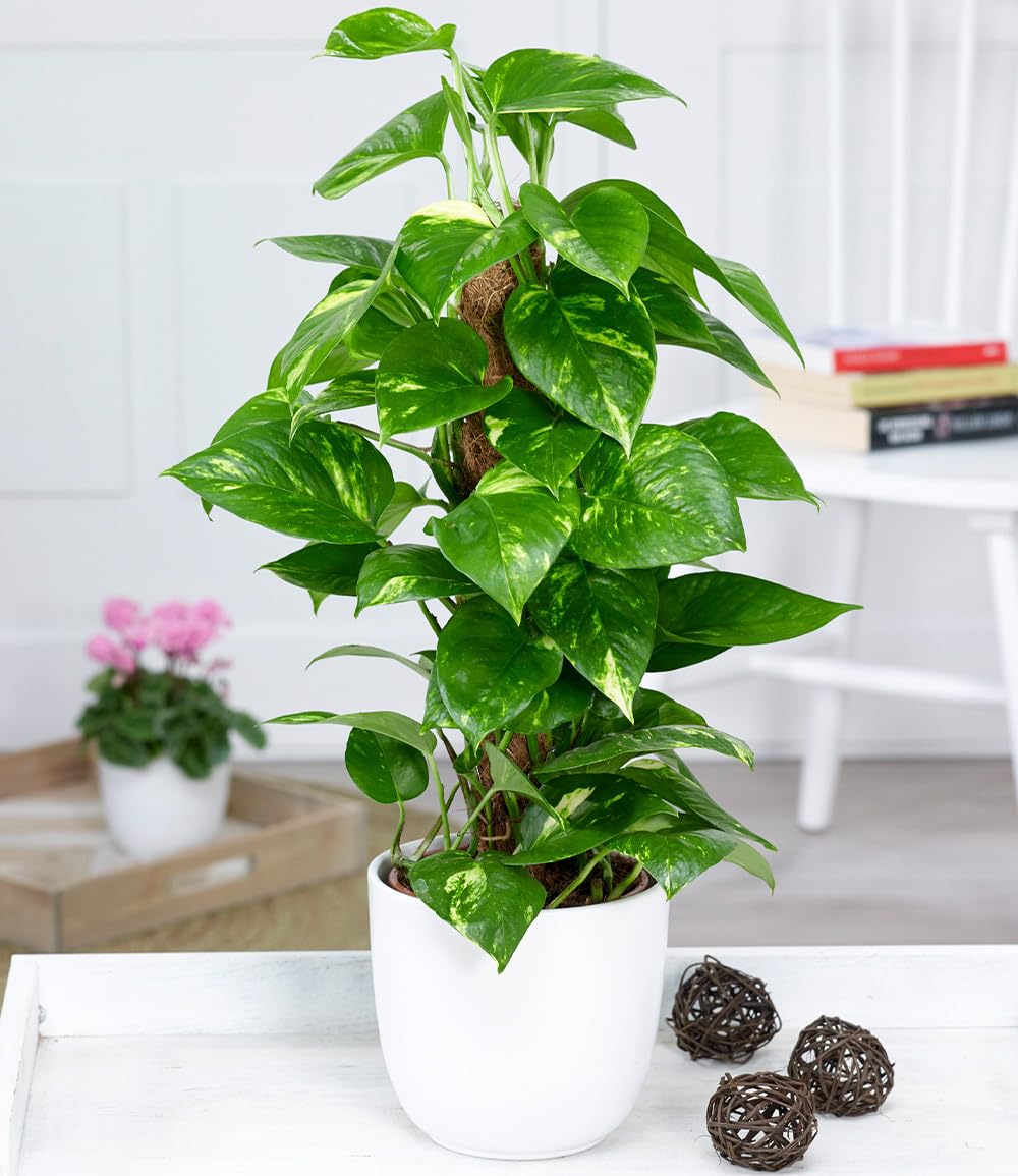 zimmerpflanze goldblatt Epipremnum pinnatum 