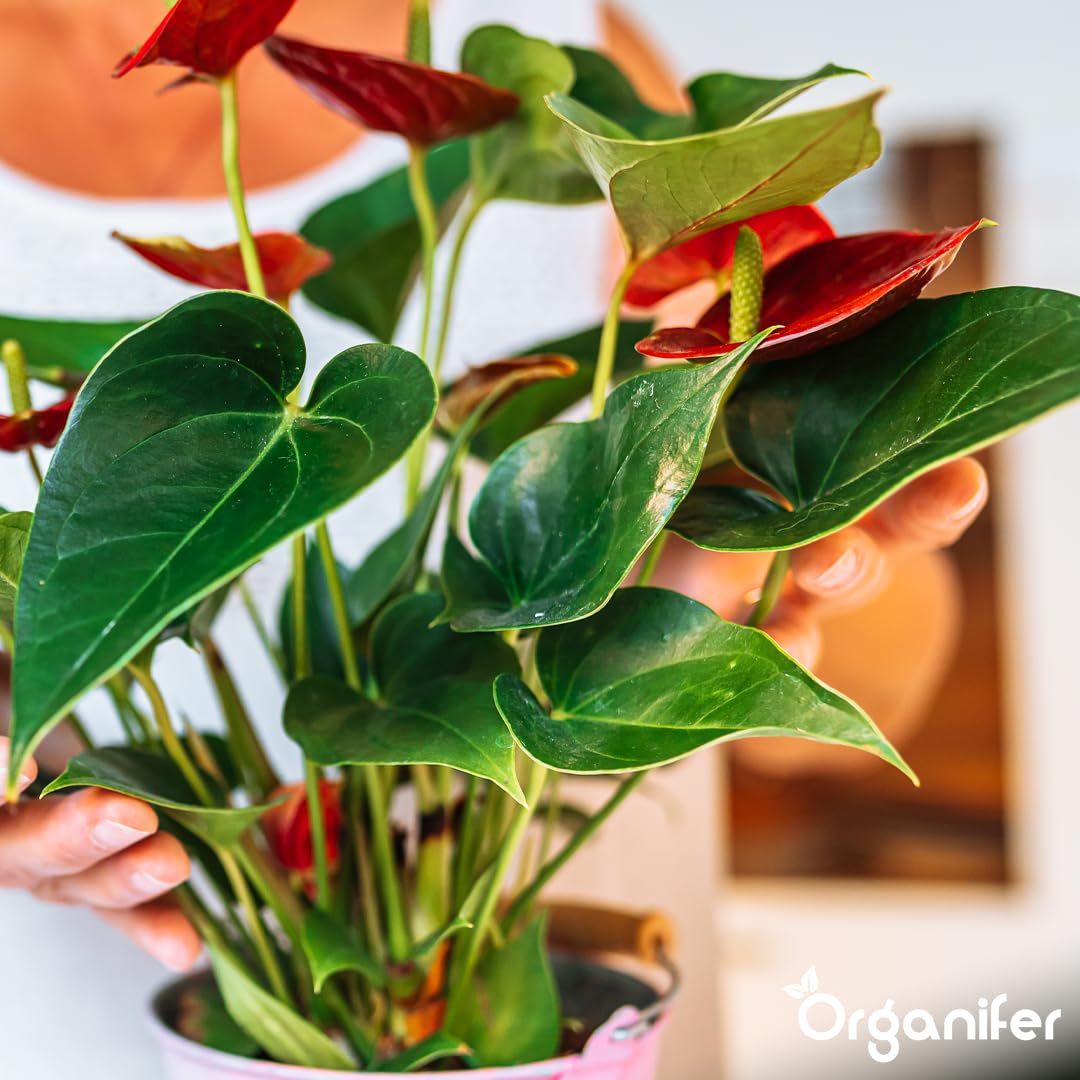Anthurium Engrais liquide – Engrais liquide organique pour fleurs abondantes & racines solides – Favorise les tiges & vitalité – Organifer (1L)