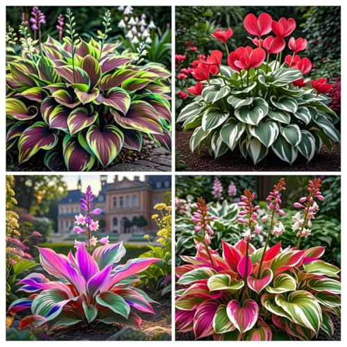 Perennial/Hosta Bulbs UK-Strong Plants That Grow Well/Excellent Display,Potted-Plants-Rhizome,Brilliant Hosta-6bulbs-E