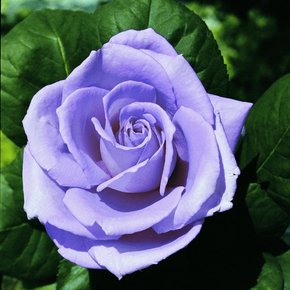 Rosa Blue Monday – Rosa a Cespuglio Rifiorente, Fiori Color Lavanda Blu Profumati, Pianta Ornamentale da Giardino