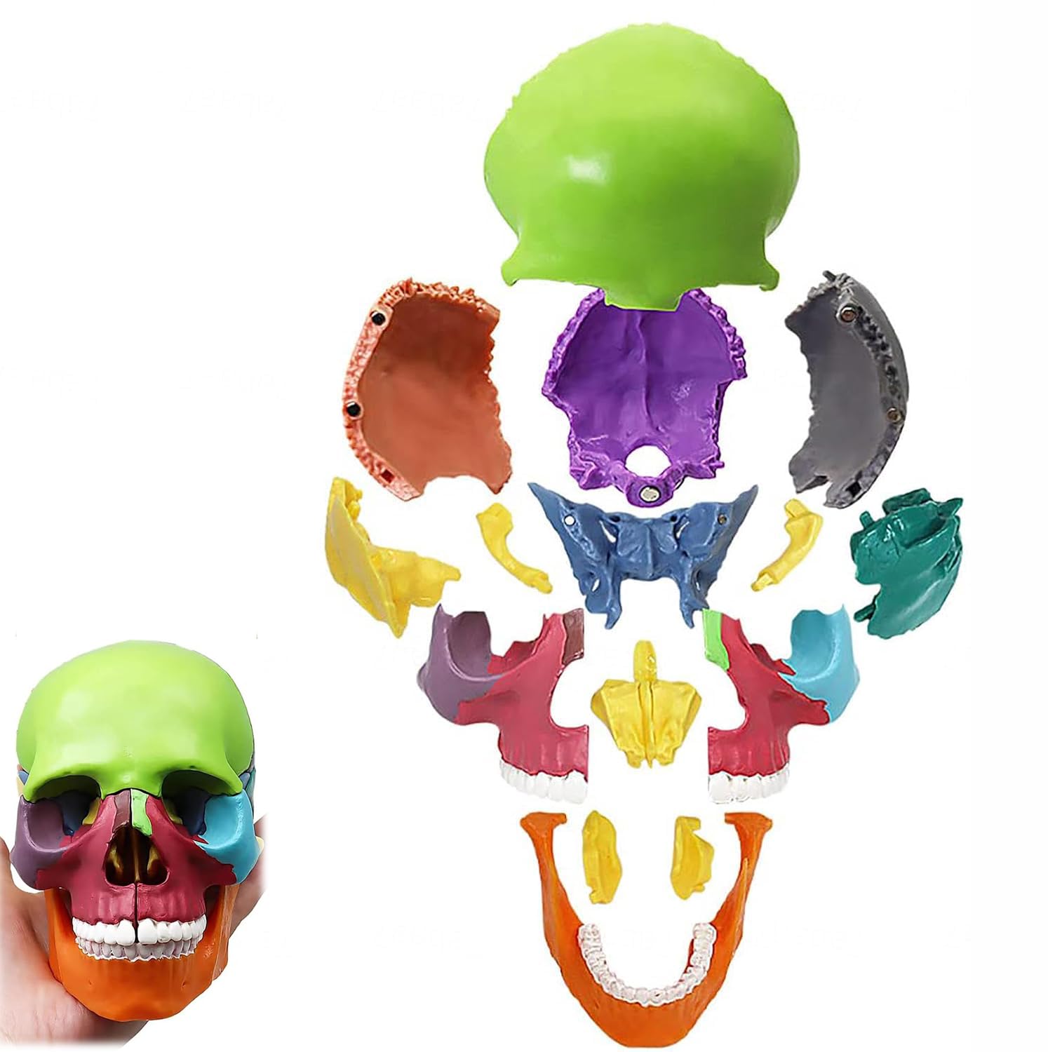 Crâne humain modèle d'anatomie plastique éducatif 1/2