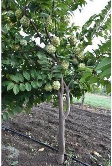 Creative Farmer Dwarf Rare Hybrid Custard Apple Fruit Live Plant - High ...