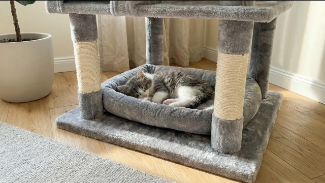 Amazon | Globlazer キャットタワー 大型 頑丈 多頭飼い 高さ178 cm