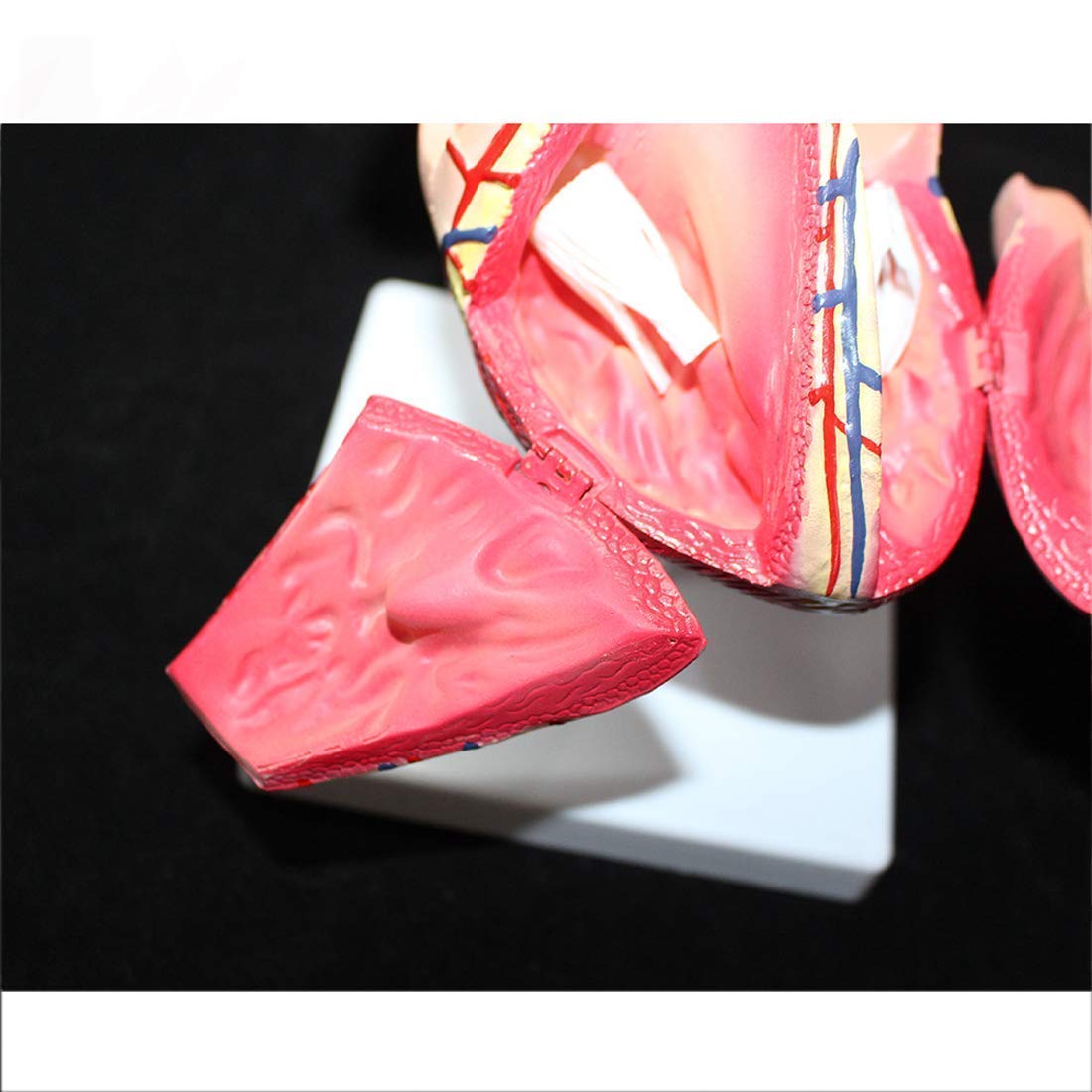 Model Edukacji Zdemontowany Anatomiczny Model Ludzkiego Serca Anatomia Medyczne Materiały Dydaktyczne, Modele