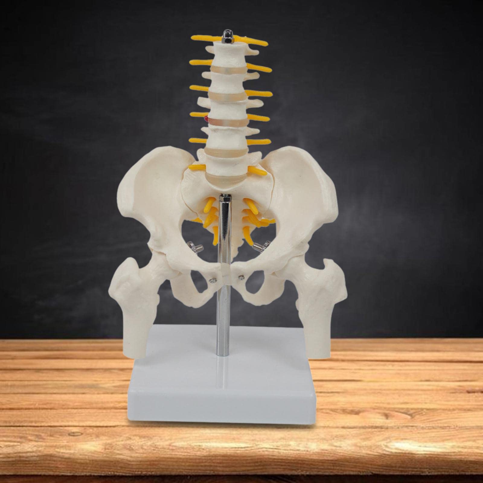 Generico Modelo de Esqueleto de Pelvis Humana con Herramientas de Enseñanza de Vértebras