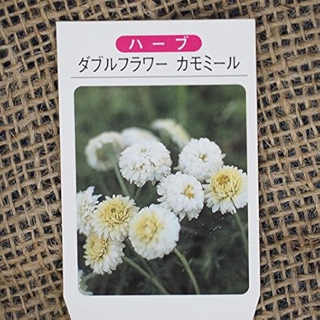 Amazon カモミール 苗 ダブルフラワーカモミール 3号ポット苗 植木