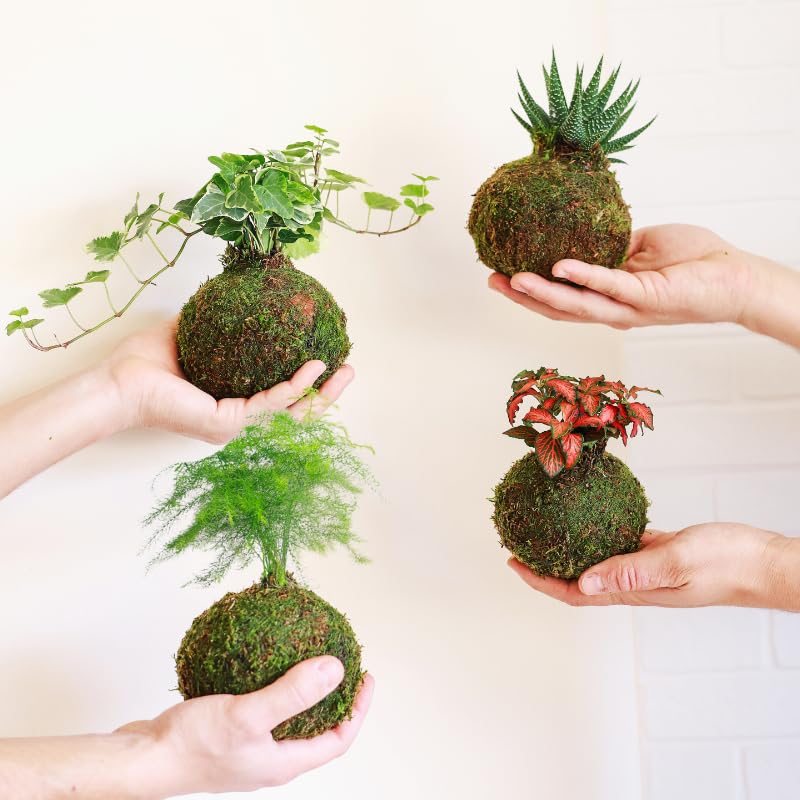 Kokedama mini Cactus Natural - Kokedama Interior | Bola de Musgo Vivo | Planta Natural | Planta Interior | Decoración Hogar | Fácil Cuidado y Mantenimiento