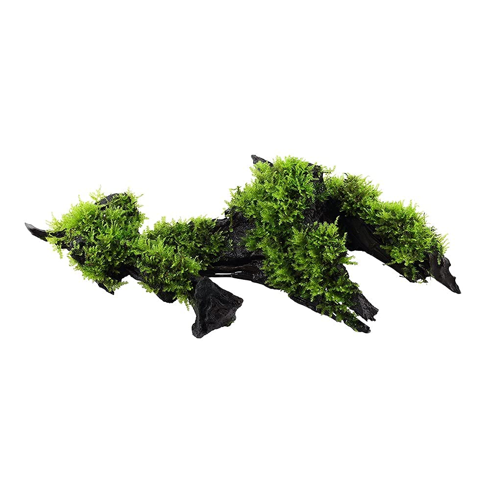 Plante d'aquarium Vesicularia montagnei « Christmas » Plante aquatique sur racine N° 003A YWS Plante d'aquarium Porte-racine Rhizome