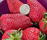 Graines De Fraisier Géant