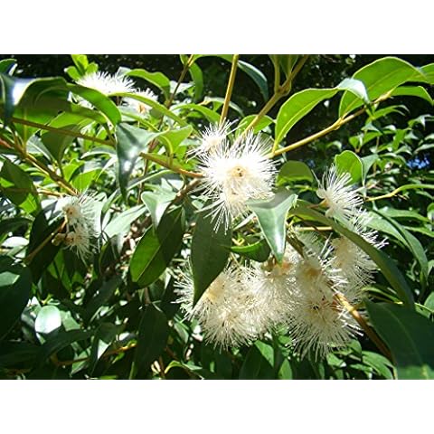 Magenta Cherry Syzygium Flowering Tree Plant Cover