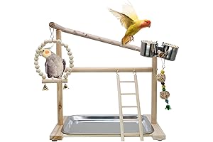 Bird Playground: A Haven for Your Feathered Friends