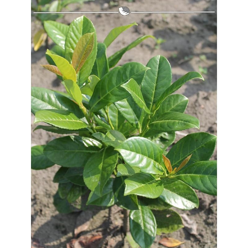 planta monstera adansonii Monstera Adansonii – Classy Casita main image 0