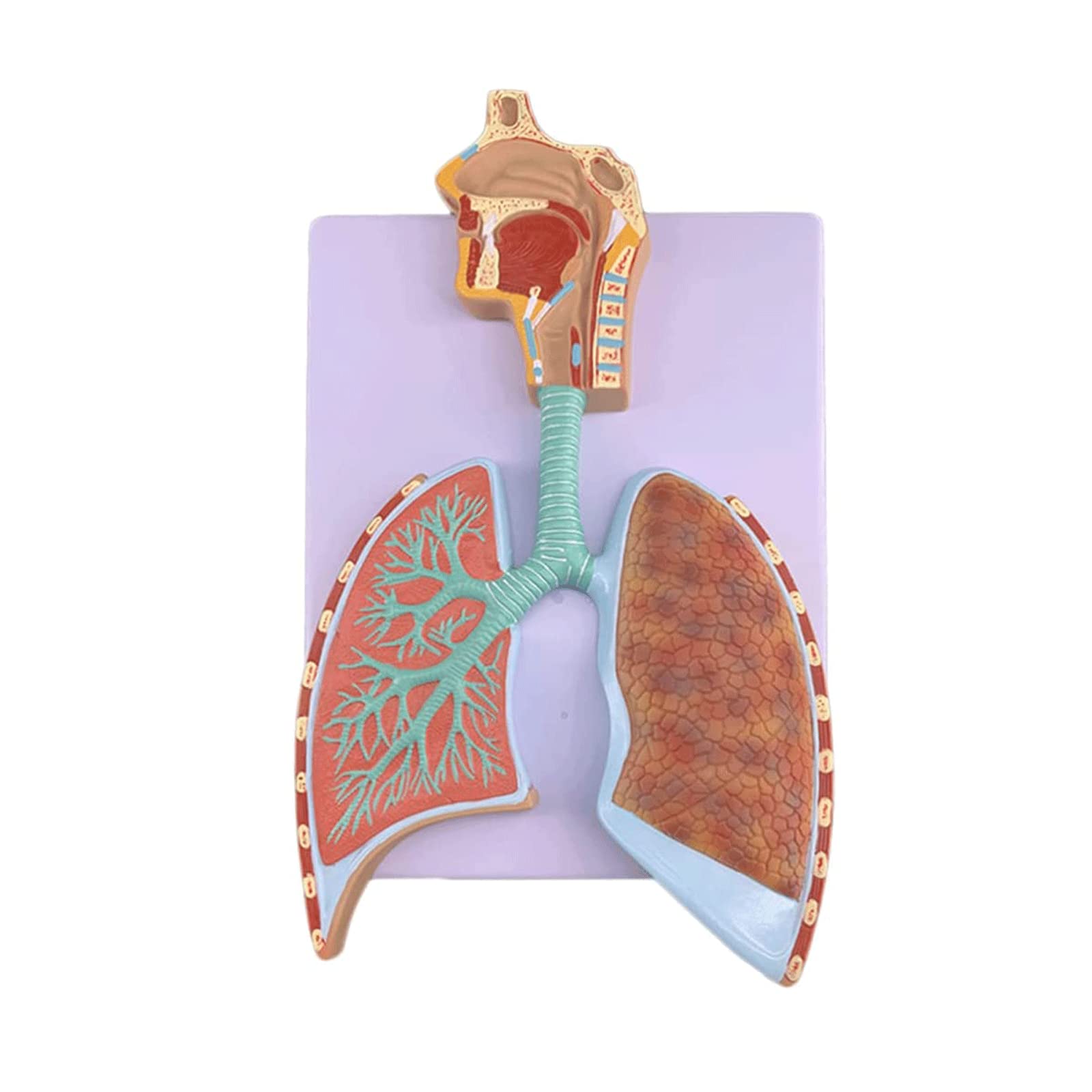 GTHTUHFD Skeleton Model Models Human Respiratory System Model Model Organs Model Alveolar Magnification Removerable Human Organ Model .99,Respiratory System