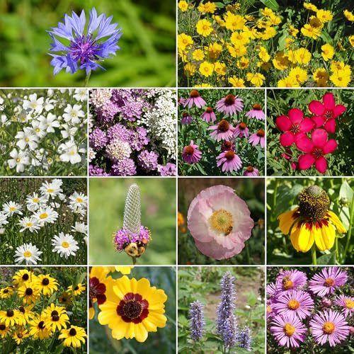 Image of Ferry-Morse Midwest Bulk Wildflower Seeds, 390,000+, 1 lb