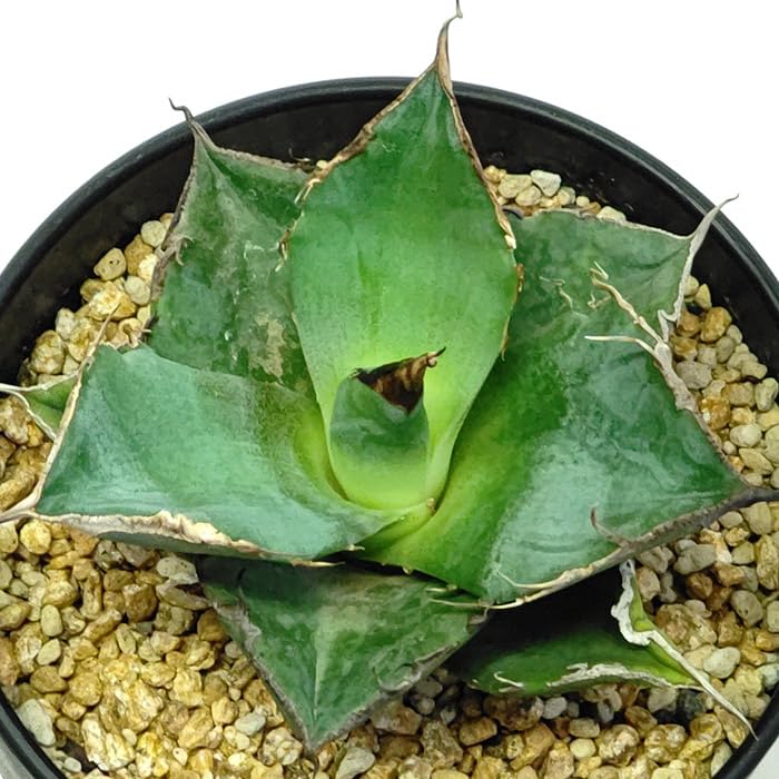 Amazon｜アガベ チタノタ 黒豹 くろひょう Agave titanota Black