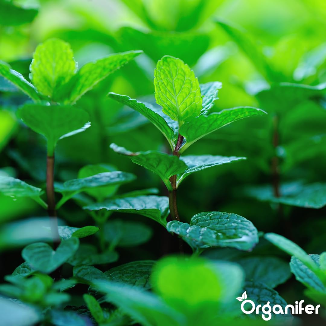 Flüssigdünger Für Pfefferminze 2L – Organischer Dünger Für Kräftiges Wachstum Und Aromatische Blätter – Fördert Wurzeln Und Widerstandskraft – Organifer
