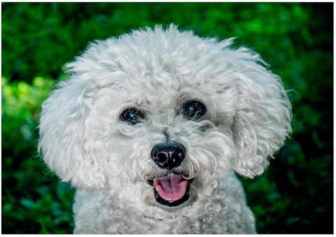 Amazon Diy絵画大人のプードル犬動物現代壁アートキャンバス絵画ユニークなギフト家の装飾デジタル 絵具 通販 Amazon Diy絵画大人のプードル犬動物現代壁アートキャンバス絵画ユニークなギフト家の装飾デジタル 絵具 通販